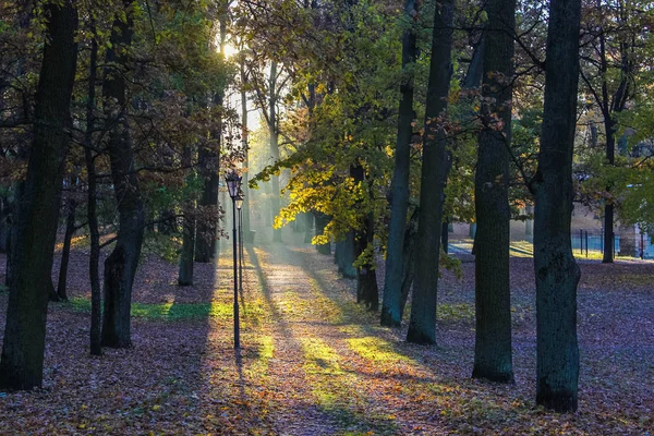Sabah parkta güneş ışınlarının — Stok fotoğraf