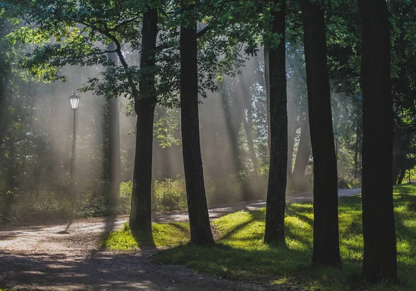 夏にガッチナ宮殿の公園で朝の霧 — ストック写真