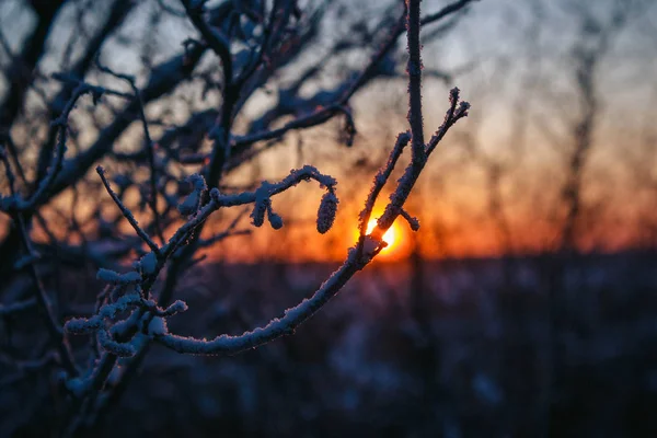 Galho Inverno Pôr Sol Bonito — Fotografia de Stock