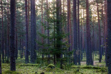 Şafakta yaz ormandaki ağaçlar