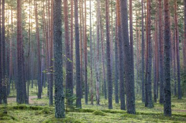Şafakta yaz ormandaki ağaçlar