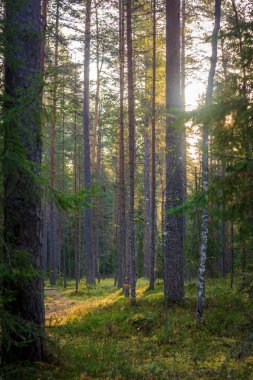 Şafakta yaz ormandaki ağaçlar