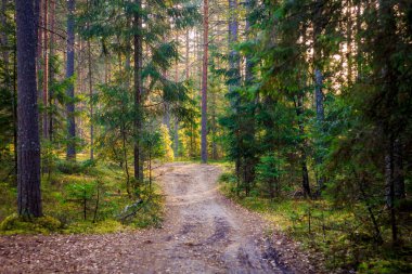 Şafakta yaz ormandaki ağaçlar