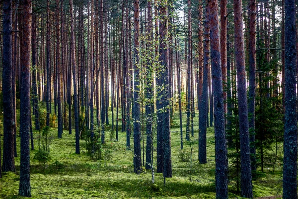 Árboles Bosque Verano Amanecer —  Fotos de Stock