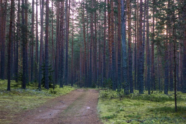 Árboles Bosque Verano Amanecer — Foto de Stock