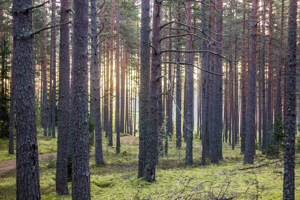 Árboles Bosque Verano Amanecer — Foto de Stock