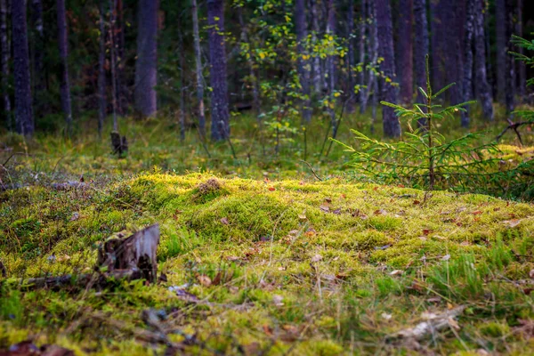 Morning Forest Moss Sun — Stock Photo, Image