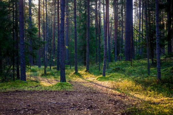 Bomen Het Bos Van Zomer Bij Dageraad — Stockfoto