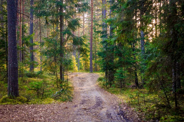 Şafakta yaz ormandaki ağaçlar
