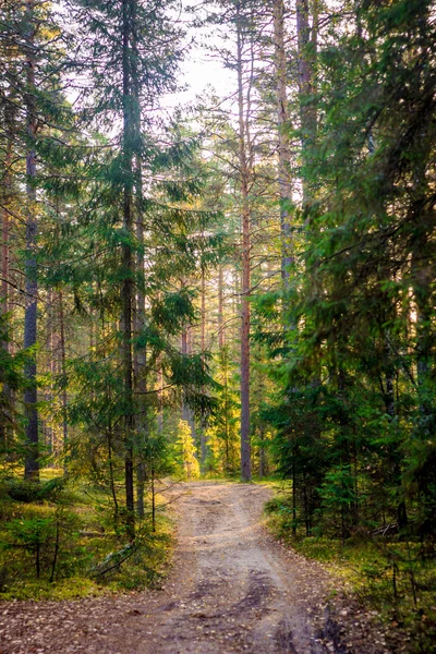 Árvores Floresta Verão Amanhecer — Fotografia de Stock