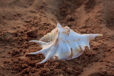Güneş ışınları altında kum deniz hayvanı kabuğu