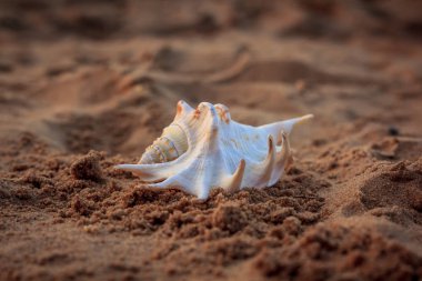 Güneş ışınları altında kum deniz hayvanı kabuğu