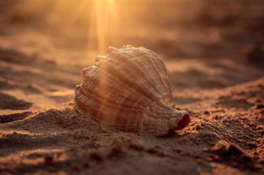 Kum batımında kabukta