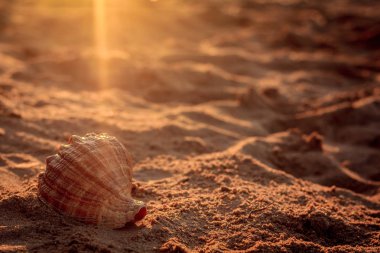 Güneş ışınları altında kum deniz hayvanı kabuğu