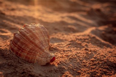 Güneş ışınları altında kum deniz hayvanı kabuğu