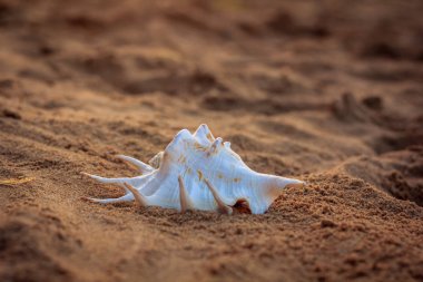 Güneş ışınları altında kum deniz hayvanı kabuğu
