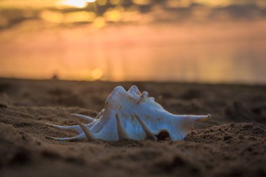 Güneş ışınları altında kum deniz hayvanı kabuğu