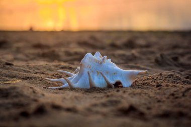 Kum batımında kabukta