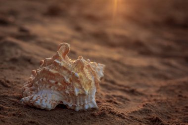 Güneş ışınları altında kum deniz hayvanı kabuğu