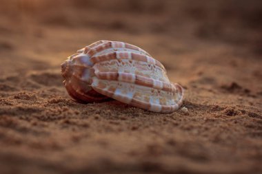 Güneş ışınları altında kum deniz hayvanı kabuğu