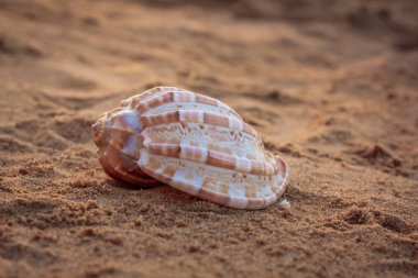 Güneş ışınları altında kum deniz hayvanı kabuğu