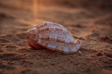 Güneş ışınları altında kum deniz hayvanı kabuğu