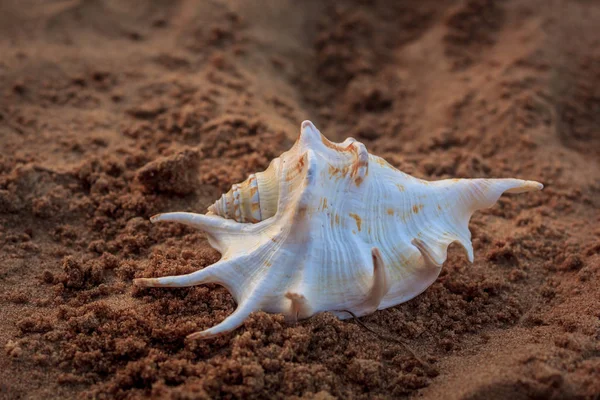 Güneş ışınları altında kum deniz hayvanı kabuğu