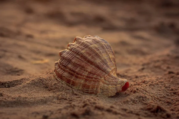 Güneş ışınları altında kum deniz hayvanı kabuğu
