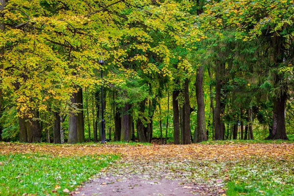 Arany ősz Gatchina Park — Stock Fotó