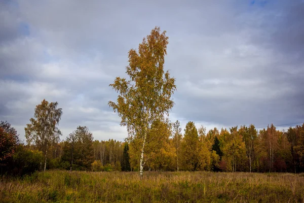 Zlatý podzim v Gatchina parku — Stock fotografie