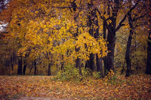 Rusia Región Leningrado Gatchina Parque Gatchina — Foto de Stock