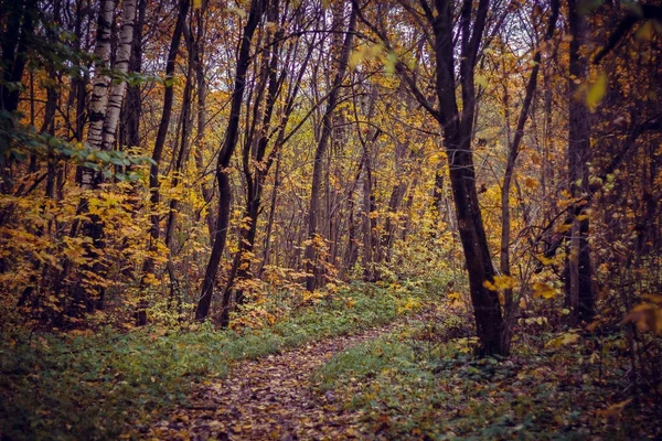 Rusia Región Leningrado Gatchina Parque Gatchina — Foto de Stock