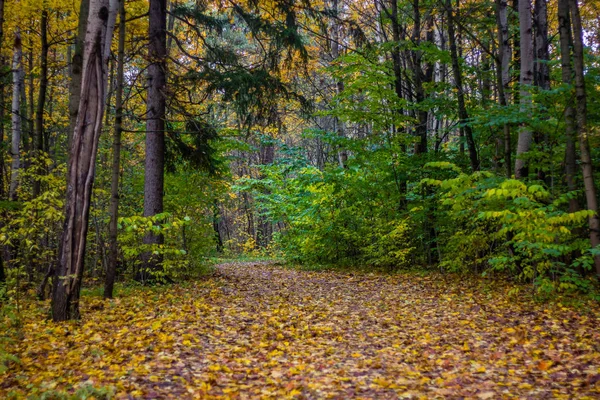 Russland Leningrader Region Gatchina Gatchina Park — Stockfoto