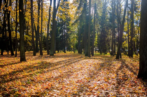 Russia Regione Leningrado Gatchina Parco Della Gatchina — Foto Stock