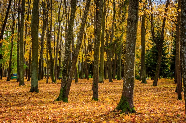 Rosja Leningrad Region Gatchina Gatchina Park — Zdjęcie stockowe