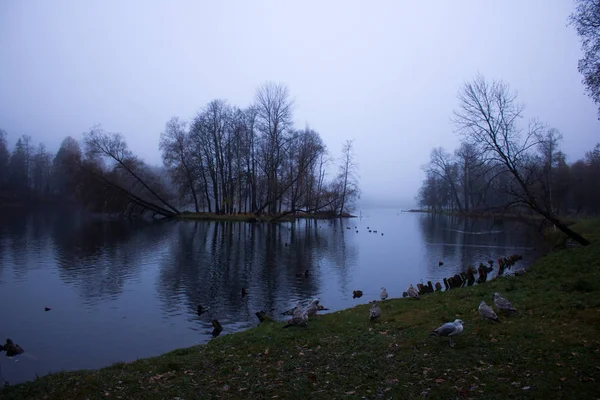 Fin Octobre Brume Matinale Ville Gatchina Région Leningrad — Photo