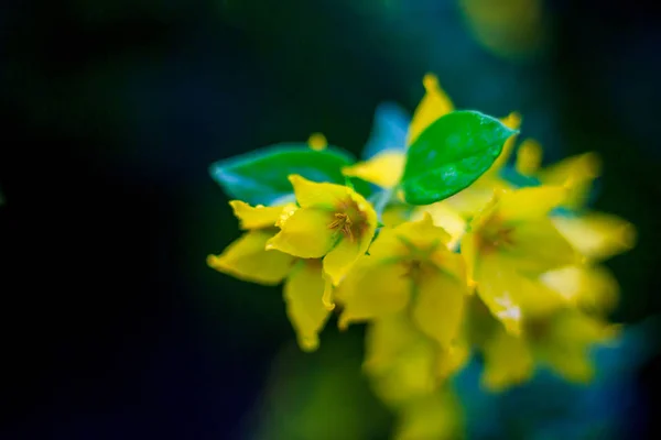 Leuchtende Sommerblumen 2017 Duft Und Geruch — Stockfoto