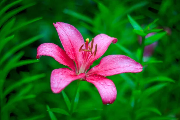 Flores de verano brillantes — Foto de Stock