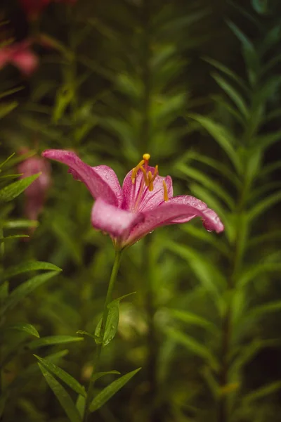 Brillantes Flores Verano 2017 Fragancia Olor — Foto de Stock