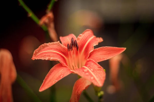 Brillantes Flores Verano 2017 Fragancia Olor — Foto de Stock