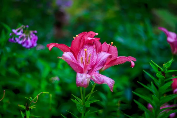 Brillantes Flores Verano 2017 Fragancia Olor — Foto de Stock