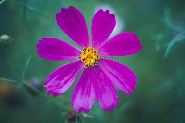Leuchtende Sommerblumen — Stockfoto