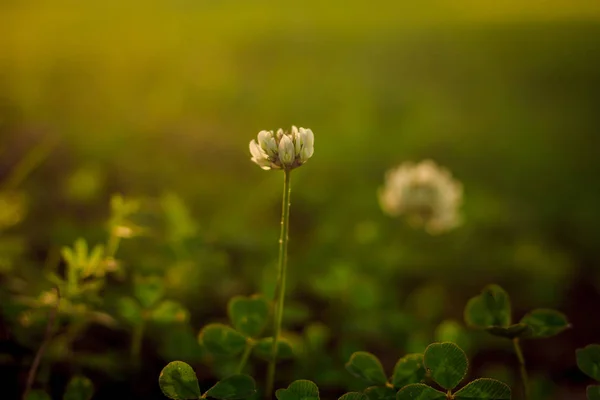 Flores de verano brillantes — Foto de Stock