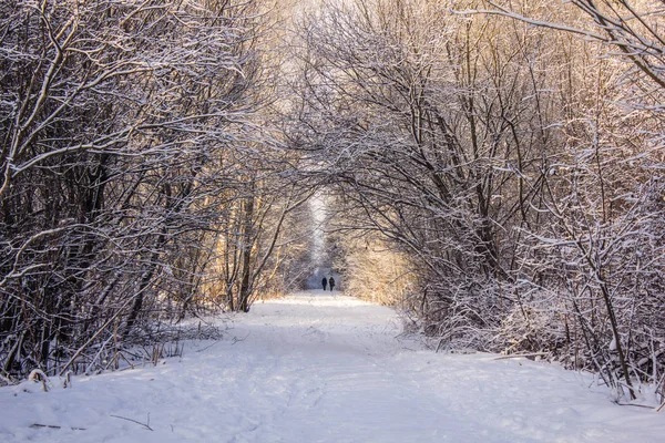 Inverno Congelado Ensolarado Paisagemgatchina Bairro Inverno Parque 2018 — Fotografia de Stock