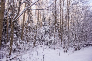 Kış soğuk güneşli landscapegatchina mahalle kış park 2018