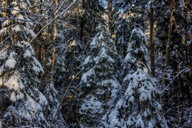 Noel ağacı dalları kışın karda