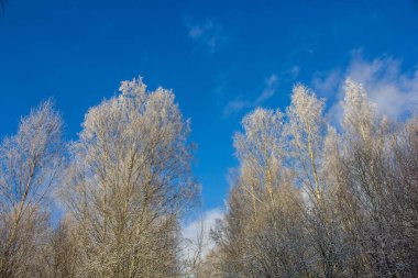 Huş ağacı dalları kışın donmuş