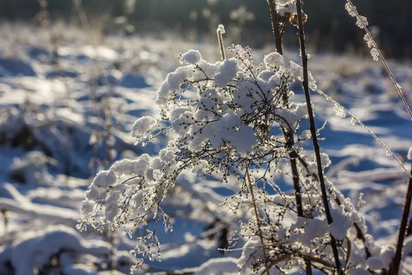 Hierba Seca Invierno Nieve — Foto de Stock