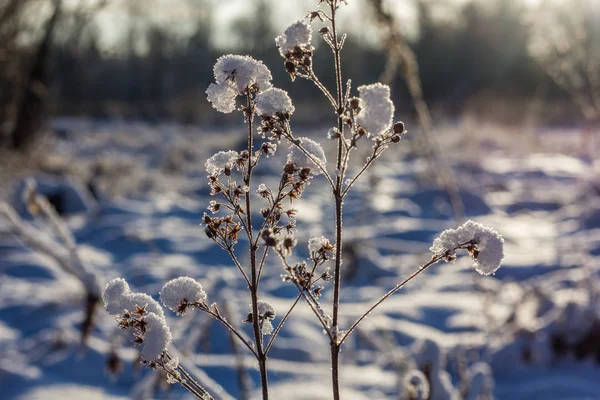 Hierba Seca Invierno Nieve — Foto de Stock