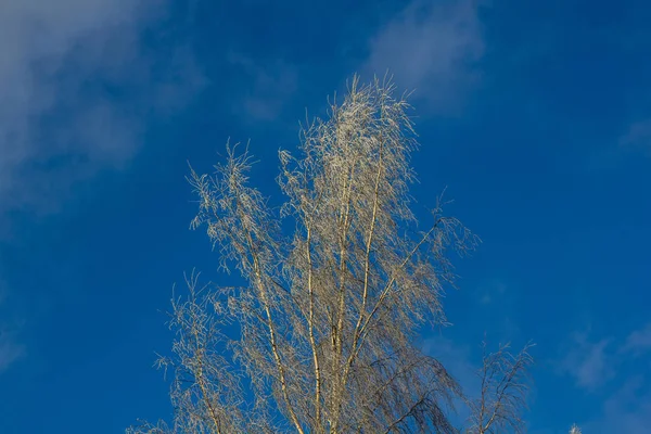Frozen Birch Branches Winter — Stock Photo, Image